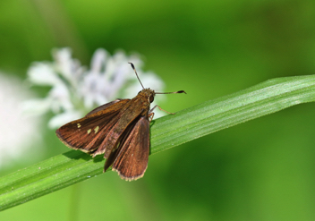 Twin-spot Skipper